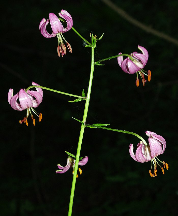 Изображение особи Lilium martagon.