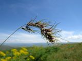 Poa subspecies vivipara