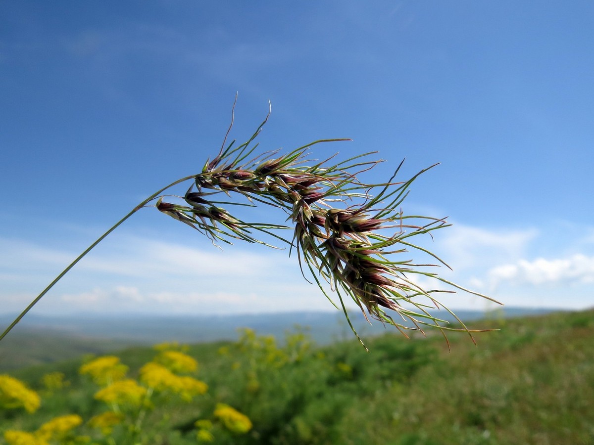 Image of Poa bulbosa ssp. vivipara specimen.