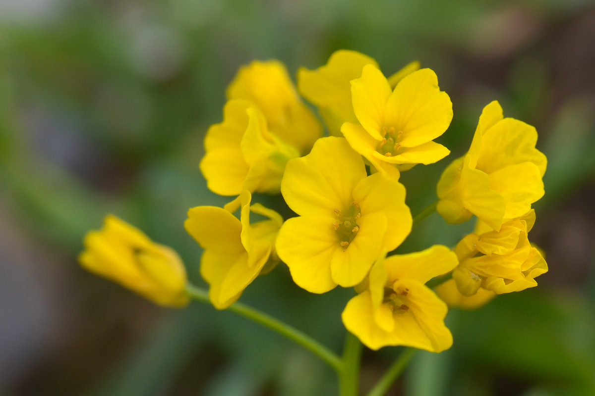 Image of Draba hispida specimen.