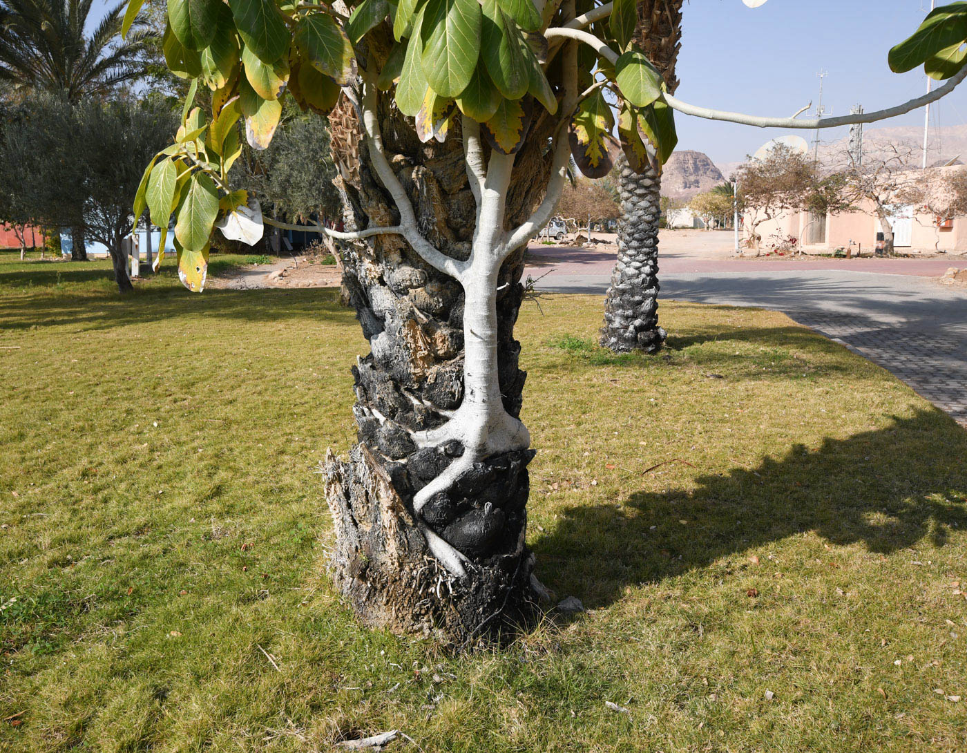 Image of Ficus benghalensis specimen.