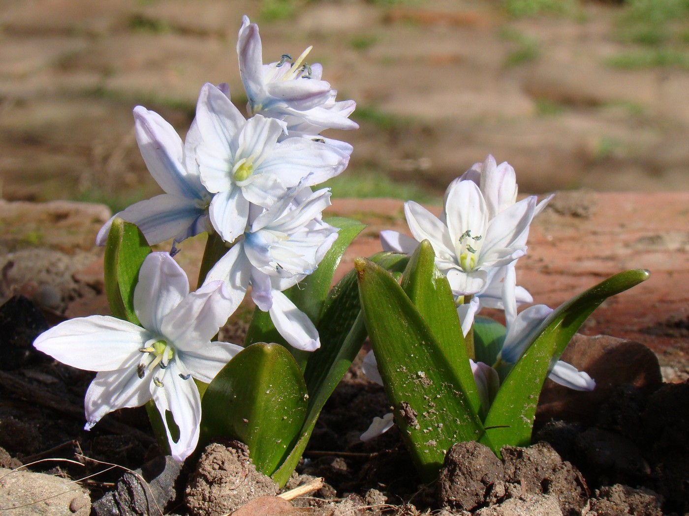 Изображение особи Scilla mischtschenkoana.