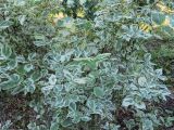 Philadelphus coronarius