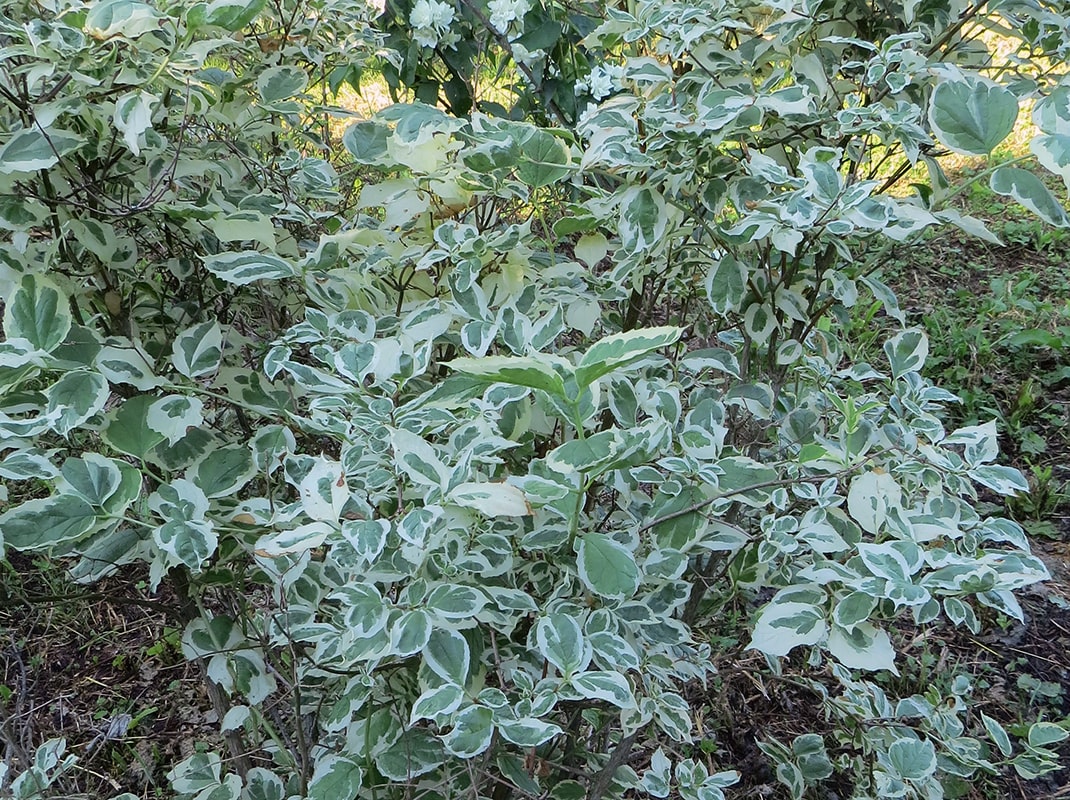 Изображение особи Philadelphus coronarius.