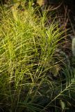 Carex muskingumensis. Вегетирующее растение. Кировская обл., г. Киров, Ботанический сад Вятского государственного университета, в культуре. 22.09.2018.