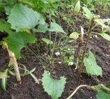 Doronicum carpaticum