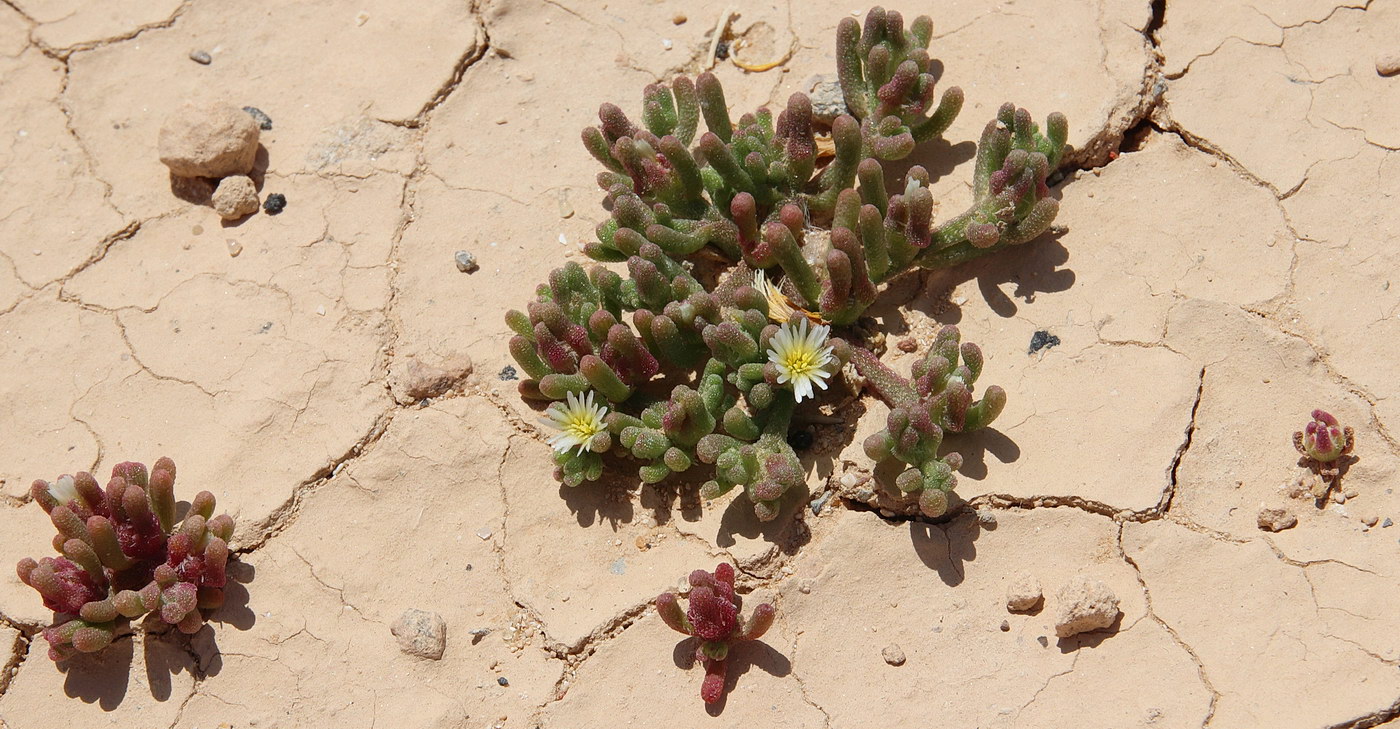 Image of Mesembryanthemum nodiflorum specimen.