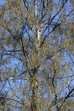Betula pendula. Крона цветущего взрослого дерева. Карельский перешеек, окр. Сертолово, на краю поля. 09.05.2019.