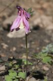 Aquilegia flabellata. Цветущее растение (cv. 'Cameo'). Костромская обл., Судиславский р-н, дер. Антипино, в культуре. 24.05.2019.