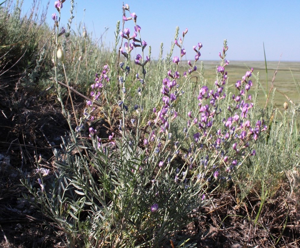 Image of Astragalus tenuifolius specimen.