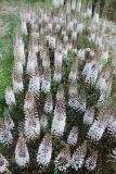 Eremurus olgae