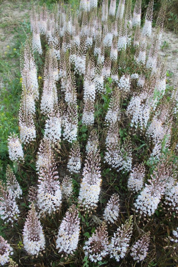 Изображение особи Eremurus olgae.