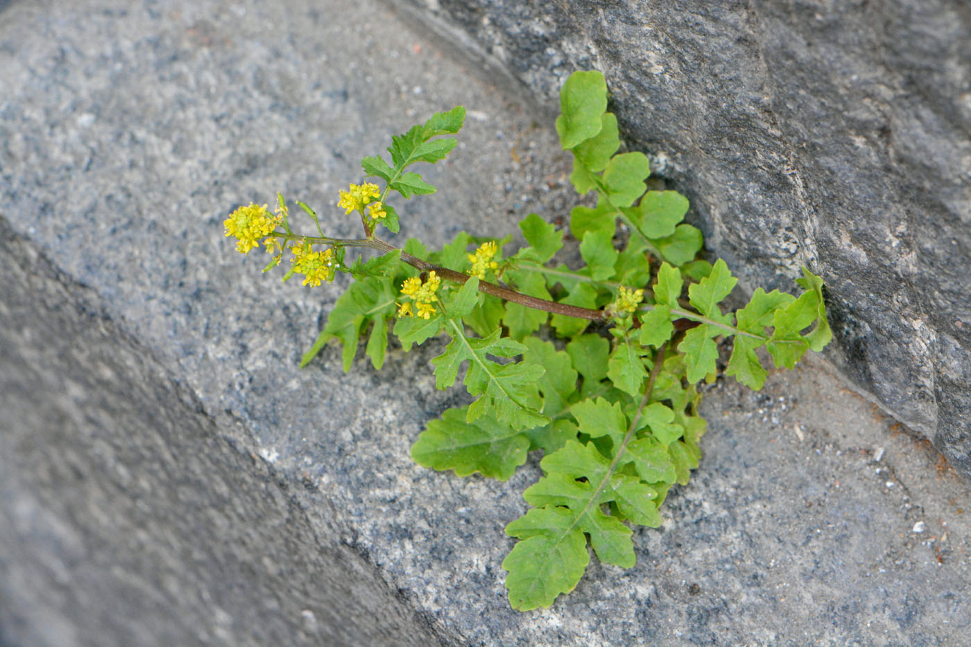 Image of Rorippa palustris specimen.