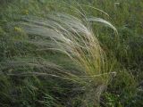 Stipa pennata