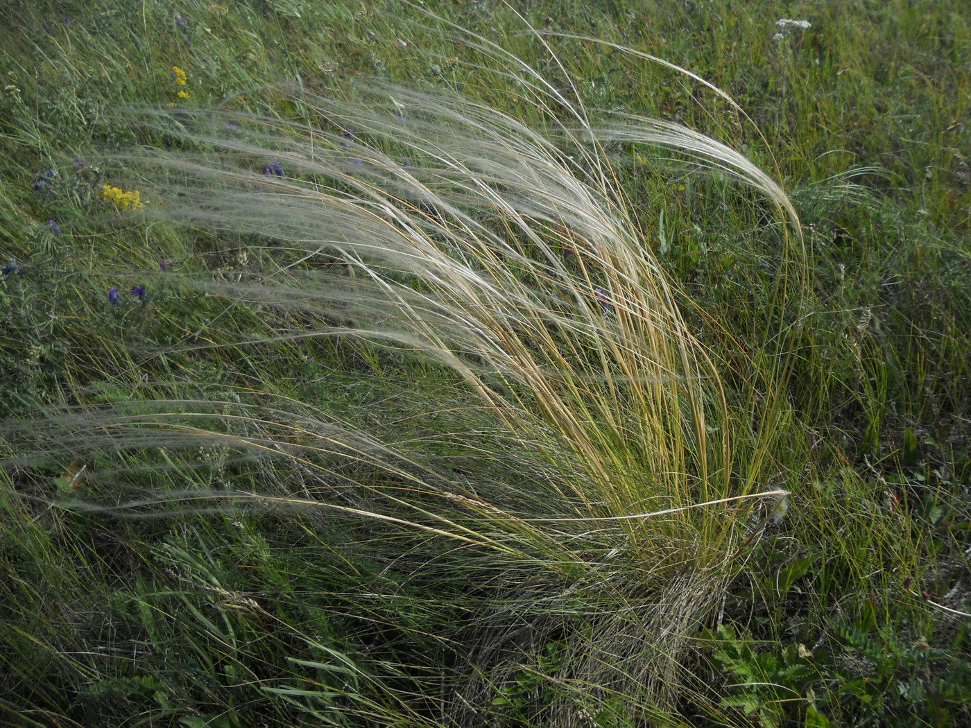 Image of Stipa pennata specimen.