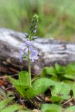 Veronica officinalis. Верхушка побега с соцветием. Ленинградская обл., Выборгский р-н, р. Вуокса, о. Тёмный, опушка соснового леса. 09.06.2019.