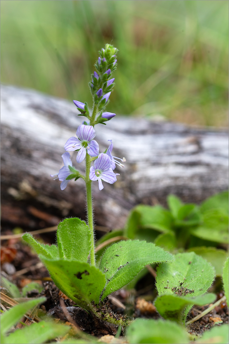 Изображение особи Veronica officinalis.