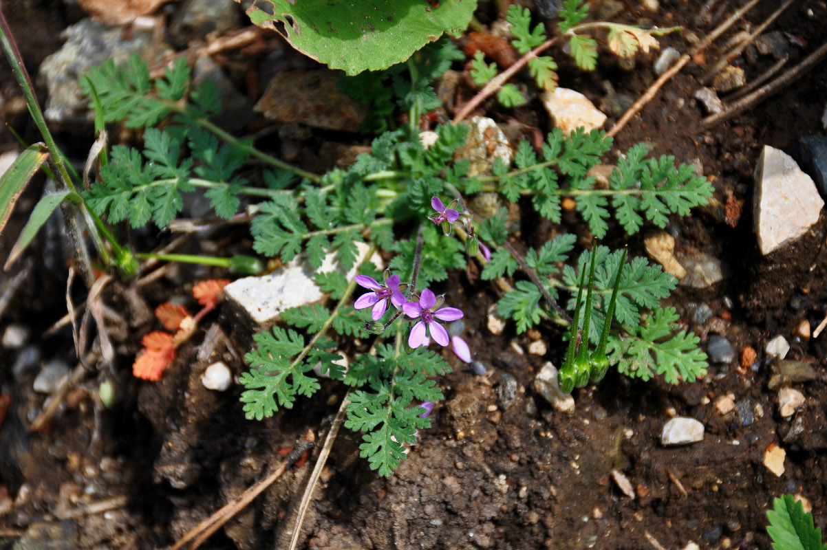 Изображение особи Erodium cicutarium.