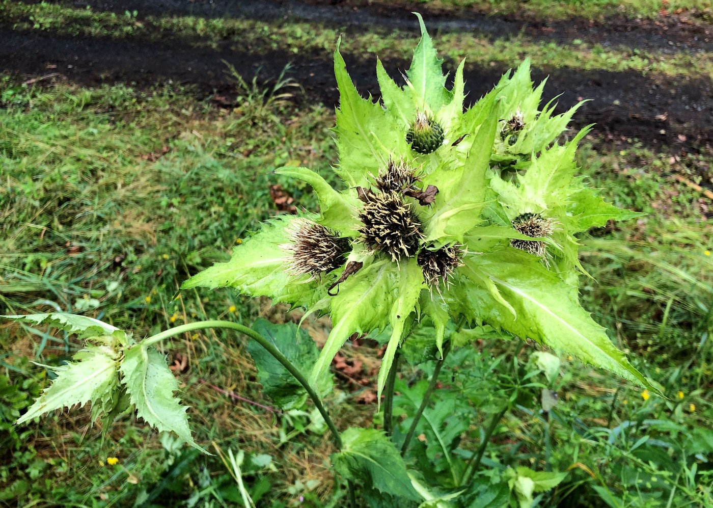 Изображение особи Cirsium oleraceum.