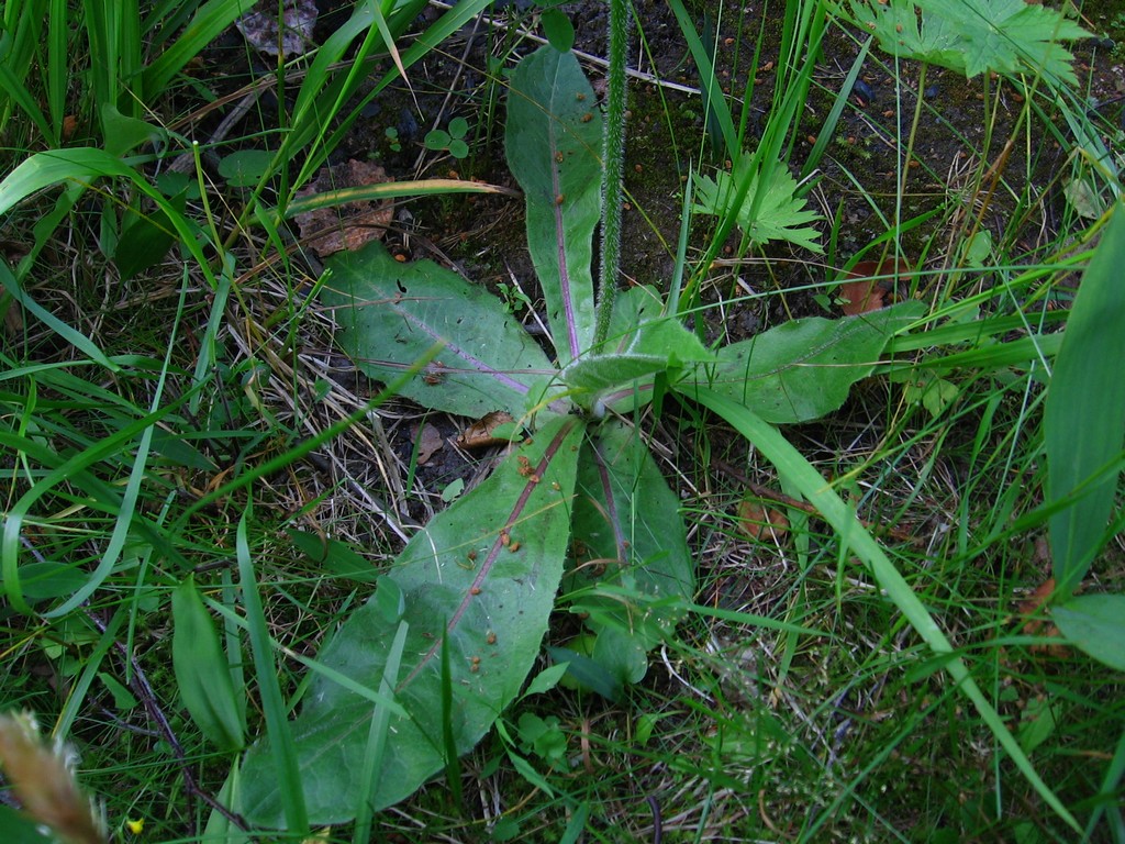 Изображение особи Trommsdorffia maculata.