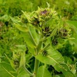 Inula helenium. Верхушка растения с нераспустившимися соцветиями. Чувашия, окр. г. Шумерля, Подвенец. 7 июня 2008 г.