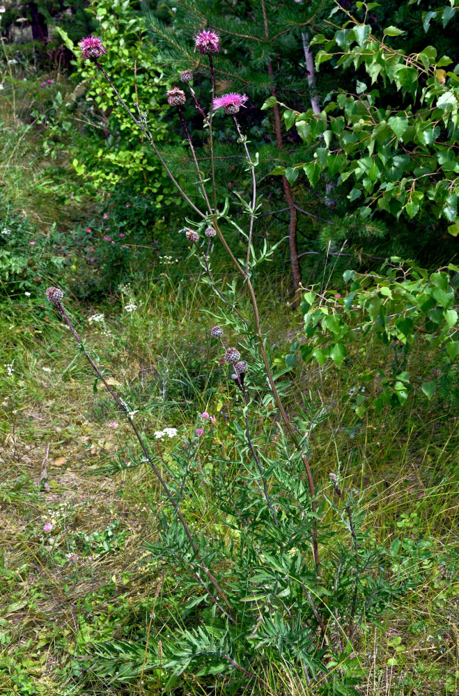 Image of Centaurea scabiosa specimen.