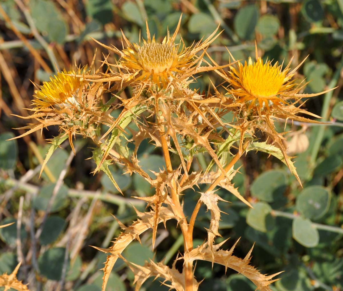 Image of Carlina libanotica specimen.