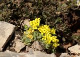 genus Draba