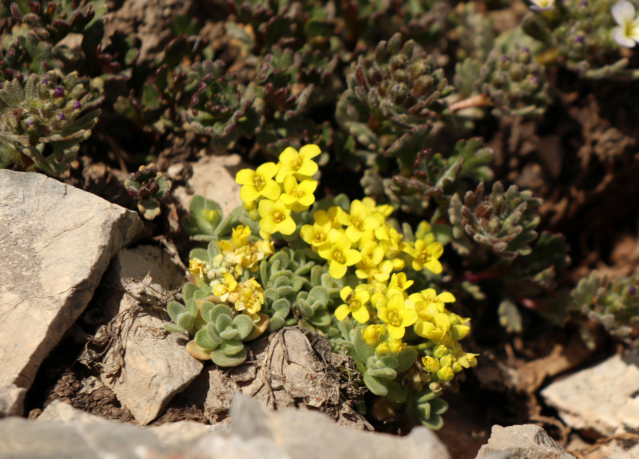 Изображение особи род Draba.