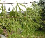 Betula pendula