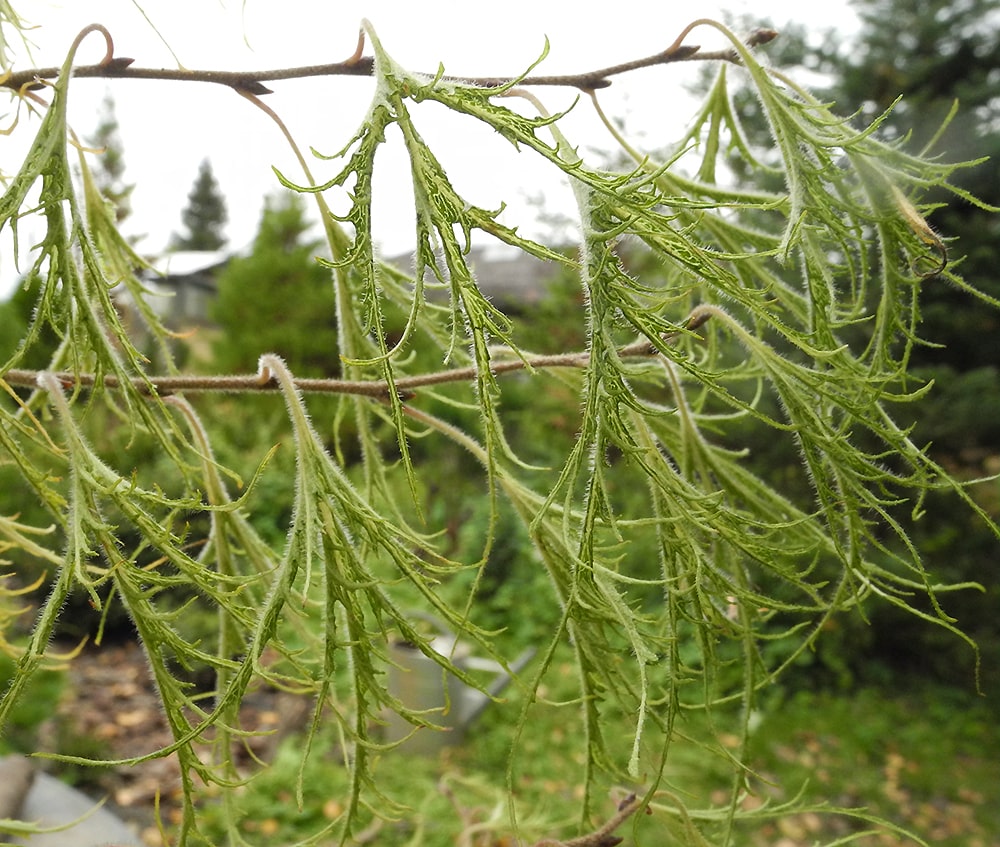 Изображение особи Betula pendula.