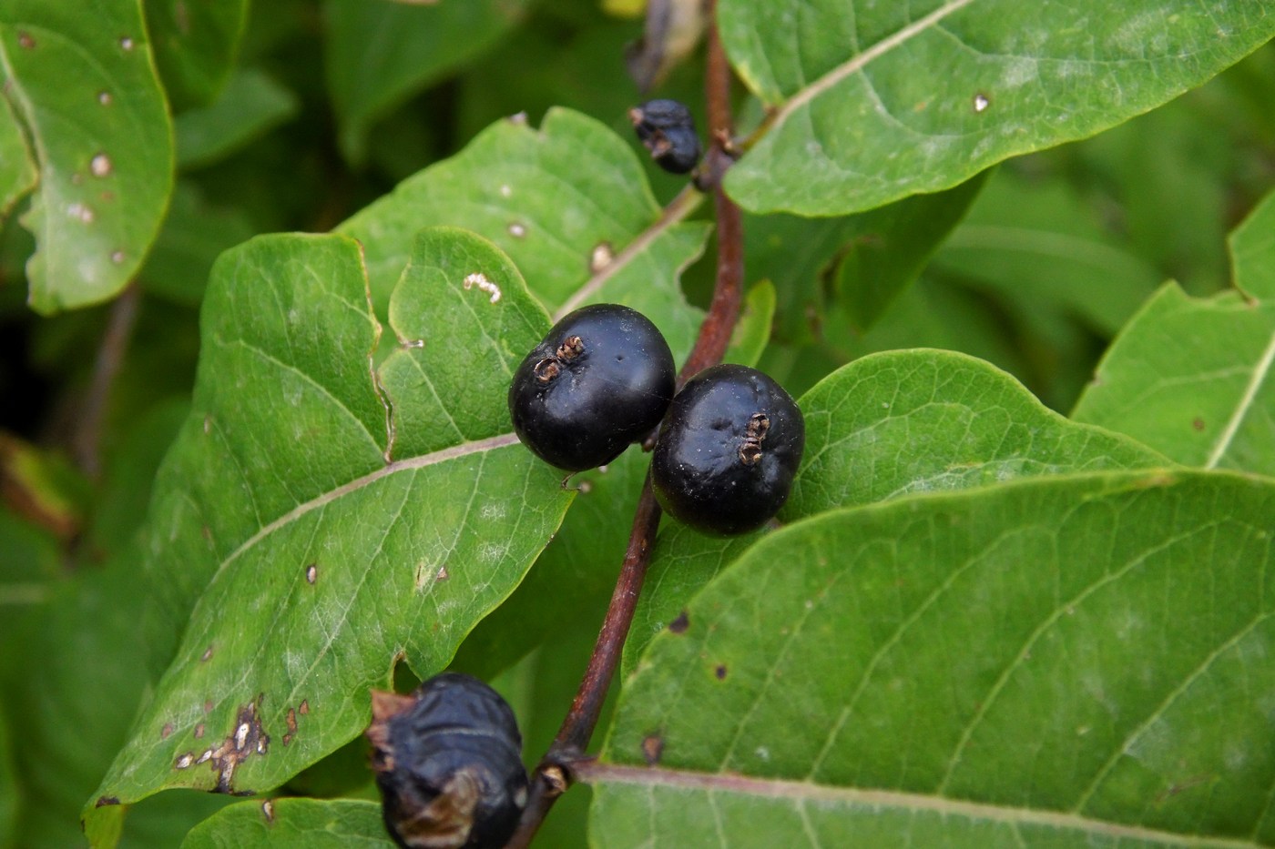 Изображение особи Lonicera orientalis.