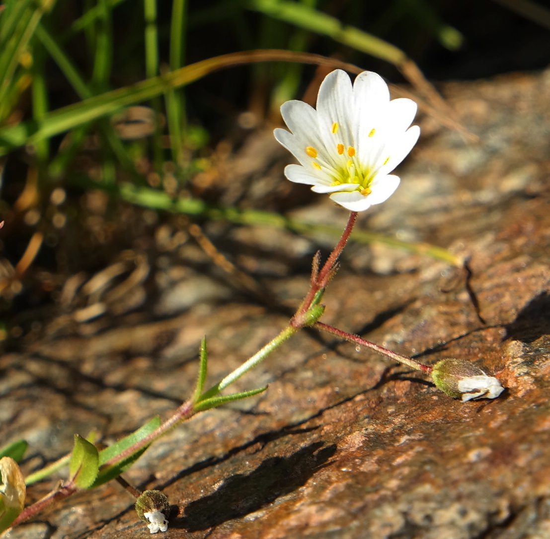 Изображение особи Dichodon cerastoides.