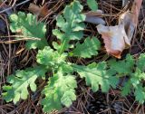 Senecio viscosus