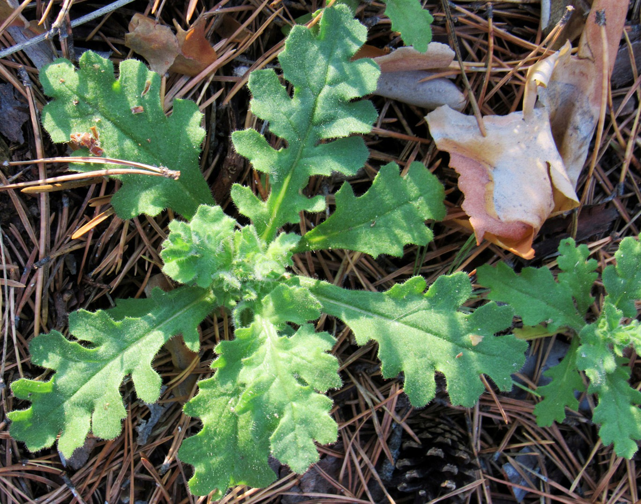 Изображение особи Senecio viscosus.