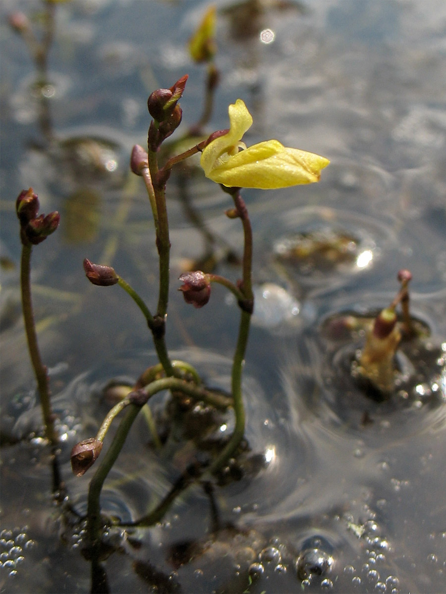 Image of Utricularia minor specimen.