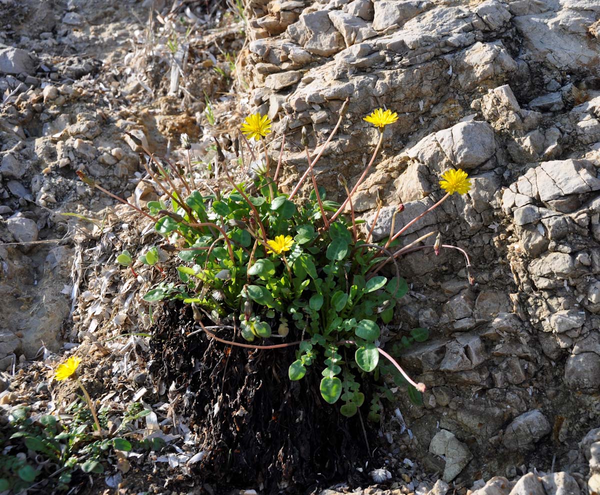 Изображение особи Taraxacum aphrogenes.