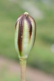 Tulipa zenaidae. Недозрелый плод. Казахстан, Западный Тянь-Шань, Киргизский хр., ущ. Мерке, кустарниково-разнотравный склон западной экспозиции. 03.06.2019.