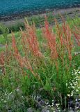 род Rumex. Плодоносящие растения. Сербия, национальный парк Тара, плоскогорье Равна Тара, западный берег оз. Заовине, каменистый берег. 09.07.2019.