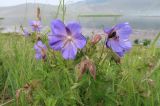 Geranium pratense