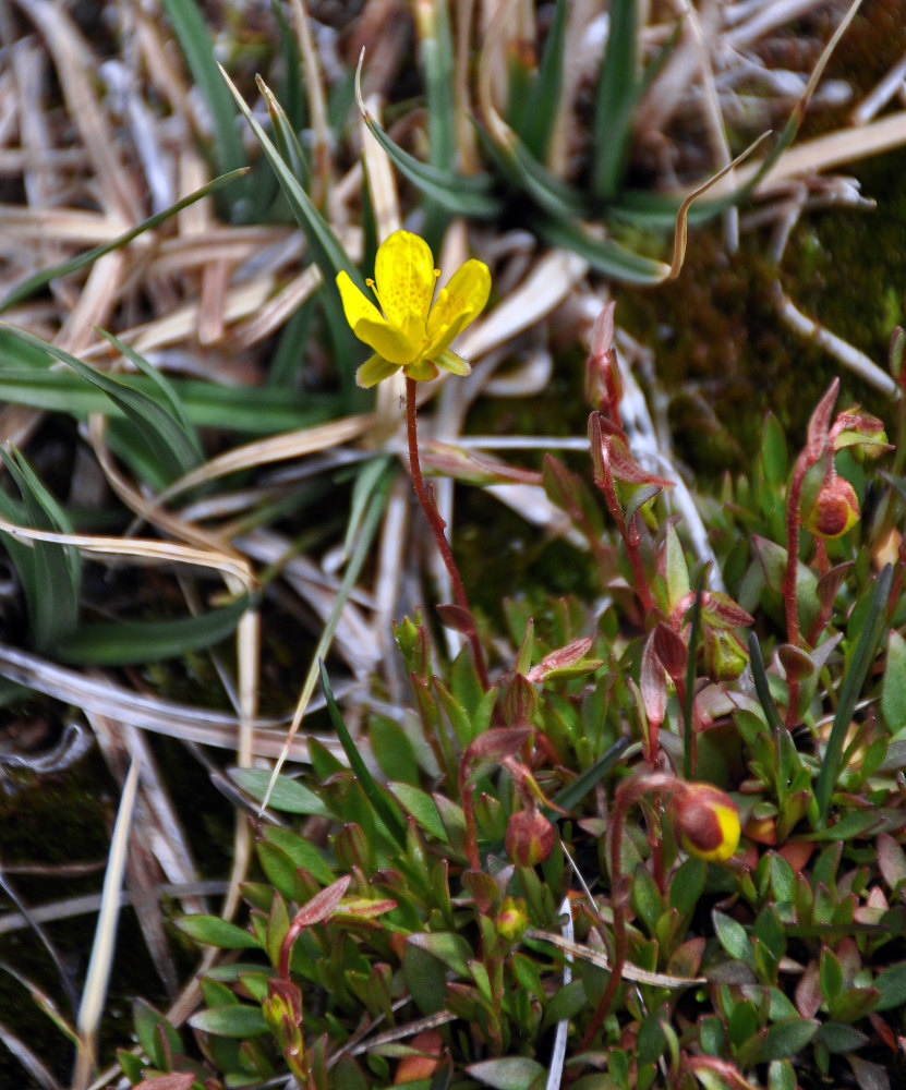Image of Saxifraga hirculus specimen.