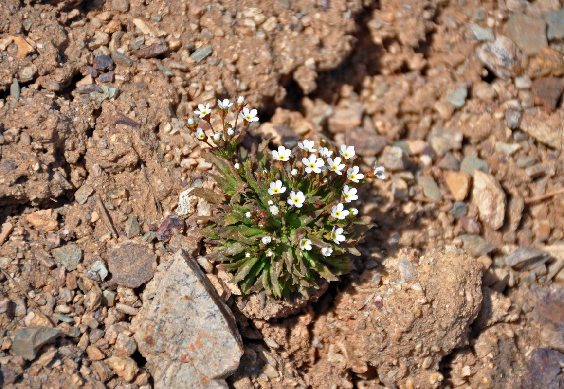 Image of Androsace fedtschenkoi specimen.