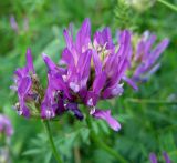 Astragalus onobrychis