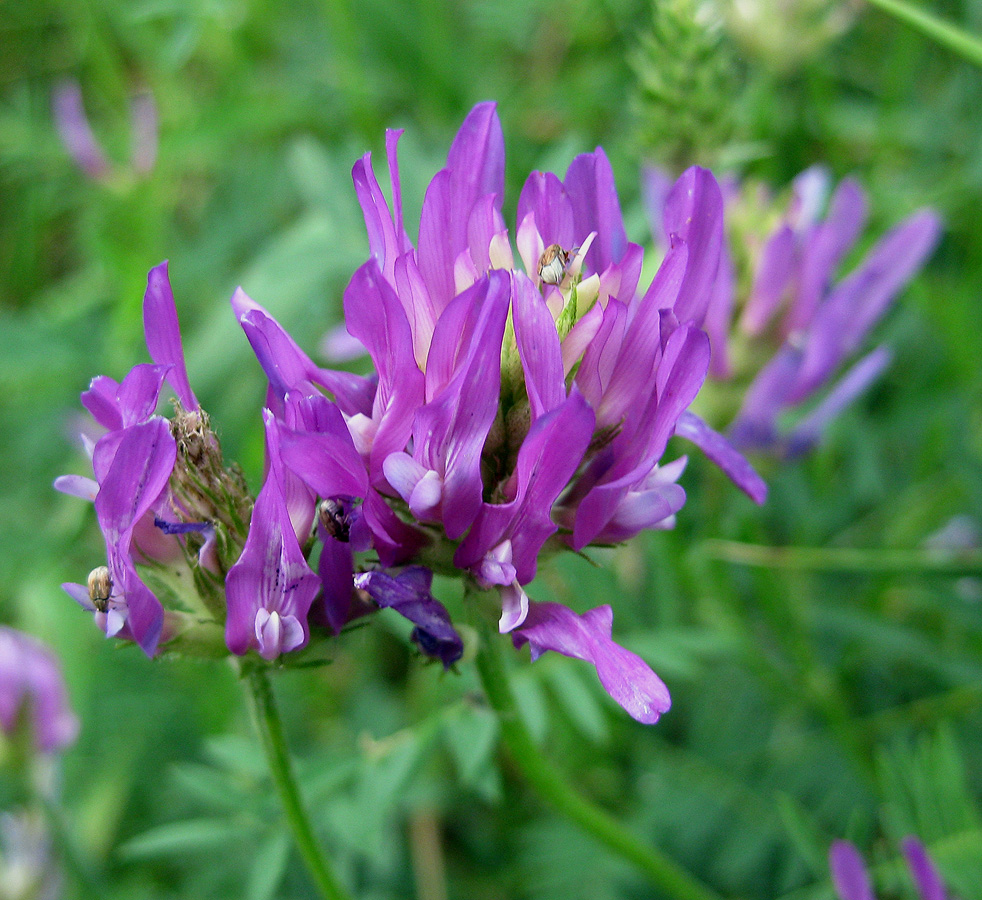 Image of Astragalus onobrychis specimen.