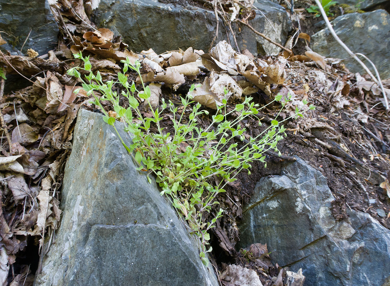 Image of Moehringia trinervia specimen.