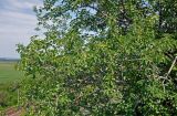 Изображение особи. Автор - Марина Скотникова