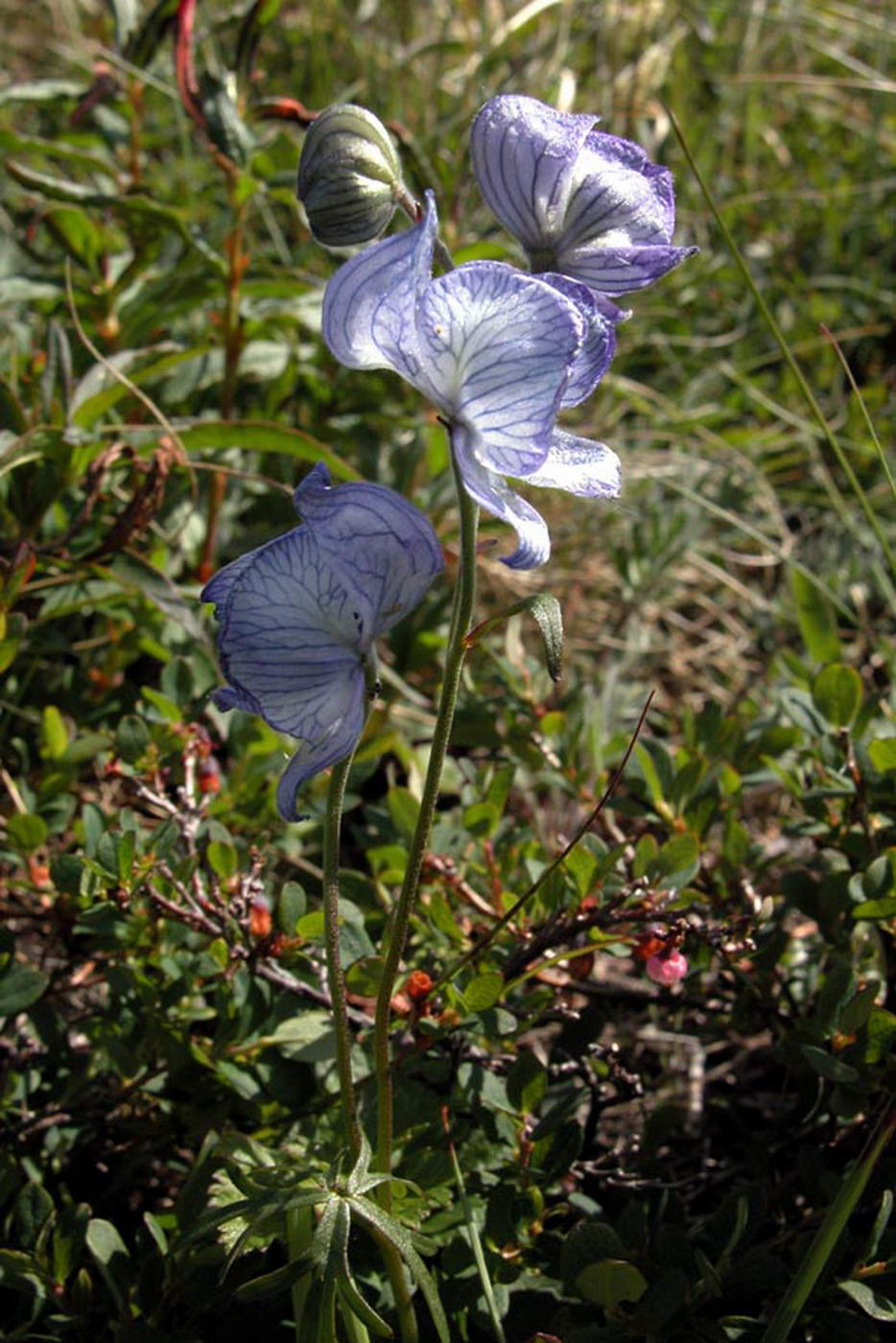 Изображение особи Aconitum delphiniifolium.