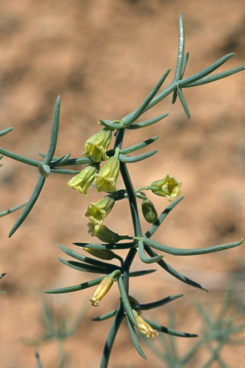 Image of Asparagus angulofractus specimen.