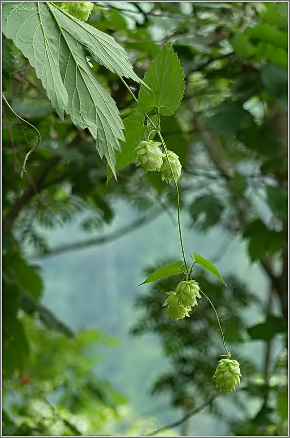 Изображение особи Humulus lupulus.