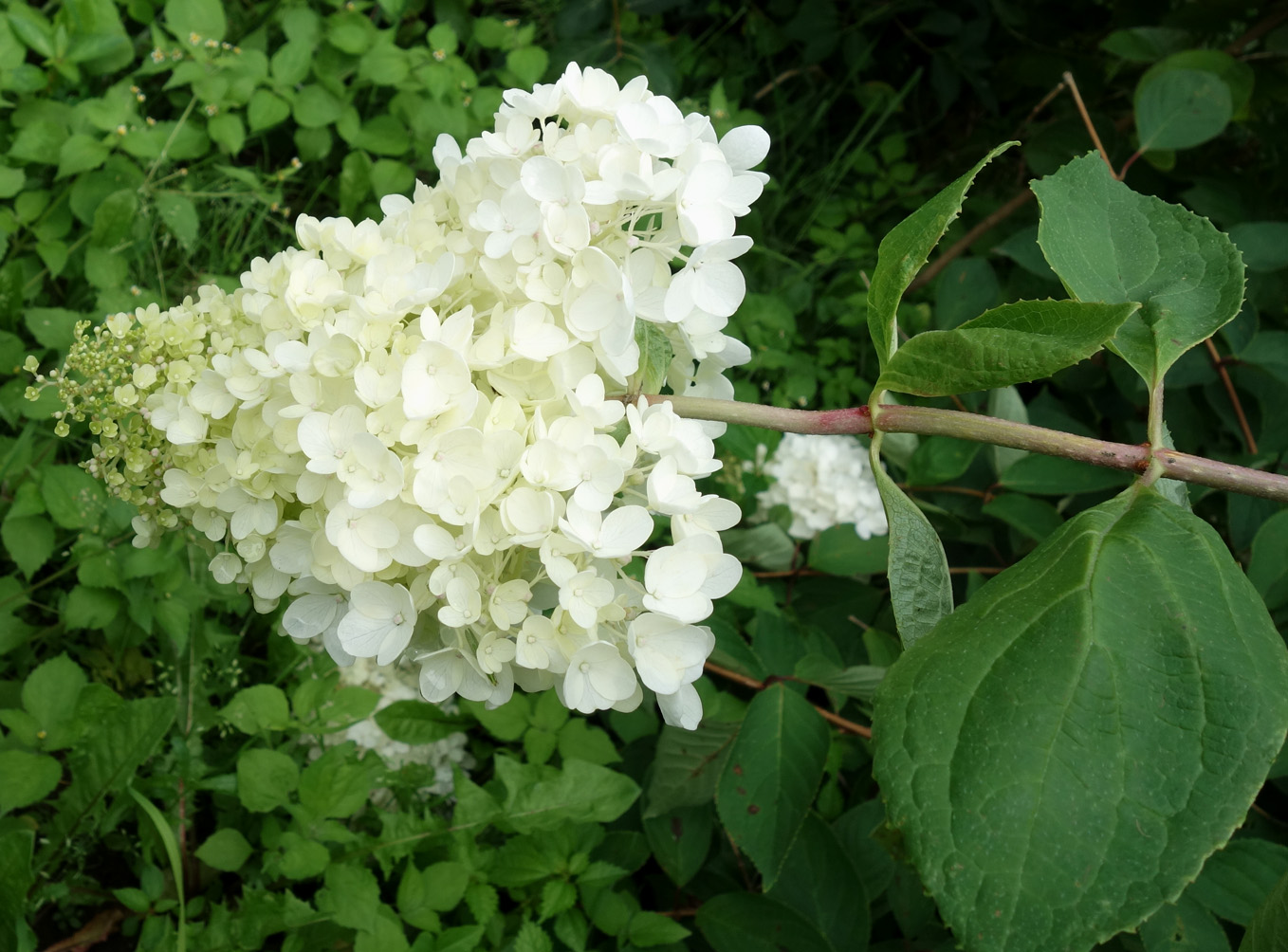 Image of Hydrangea paniculata specimen.